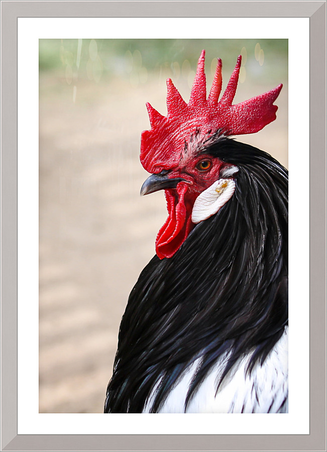 4231 Picture Frame print