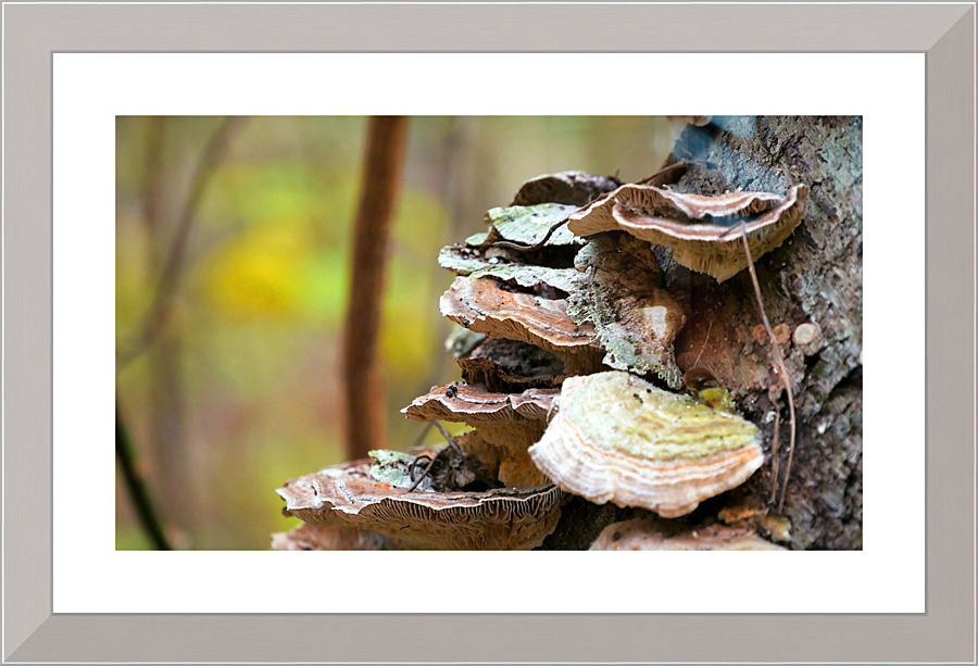 4289 Picture Frame print