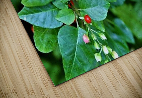 1544 mohamed elabari puzzle