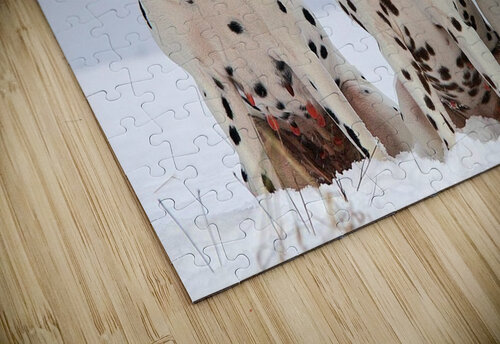 1612 mohamed elabari puzzle