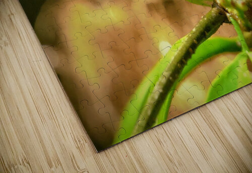 1886 mohamed elabari puzzle