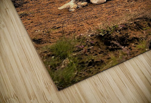 2306 mohamed elabari puzzle