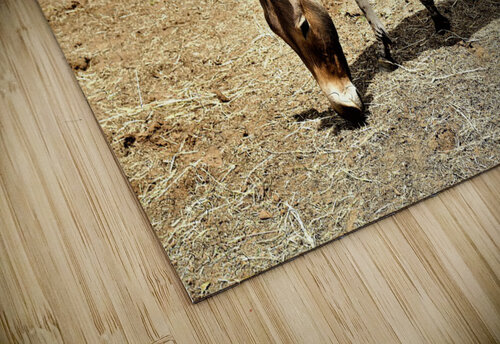 2646 mohamed elabari puzzle