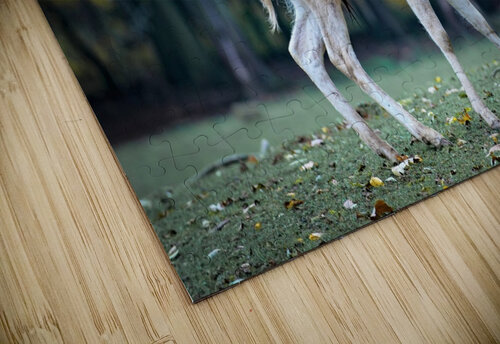 4048 mohamed elabari puzzle