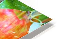 447 HD Metal print