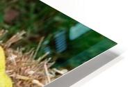 518 HD Metal print