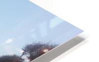 626 HD Metal print