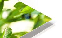 2412 HD Metal print