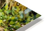 2501 HD Metal print