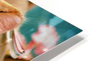 2650 HD Metal print