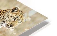 3441 HD Metal print