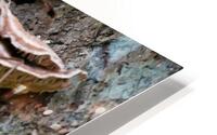 4289 HD Metal print