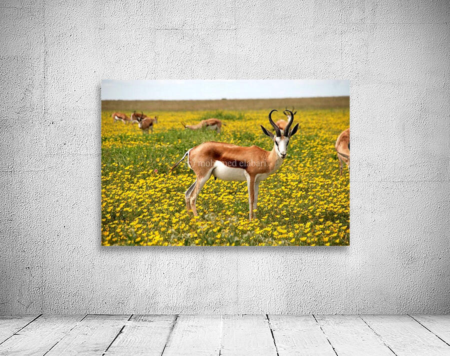 1714 Wall Preview