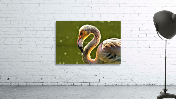 2131 Wall Preview