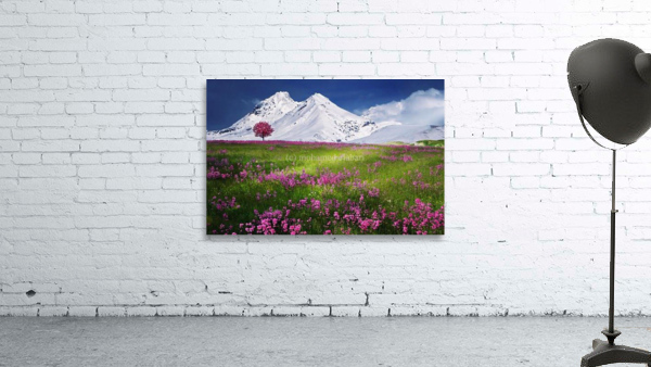 2255 Wall Preview