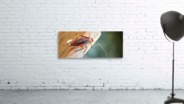 2429 Wall Preview