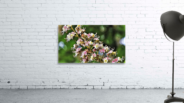 2446 Wall Preview