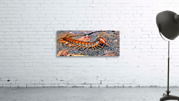 2504 Wall Preview