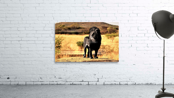 2623 Wall Preview