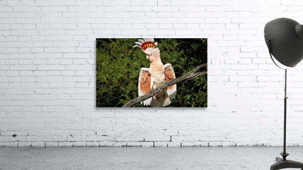 2742 Wall Preview