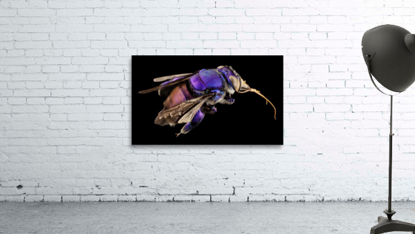 3296 Wall Preview