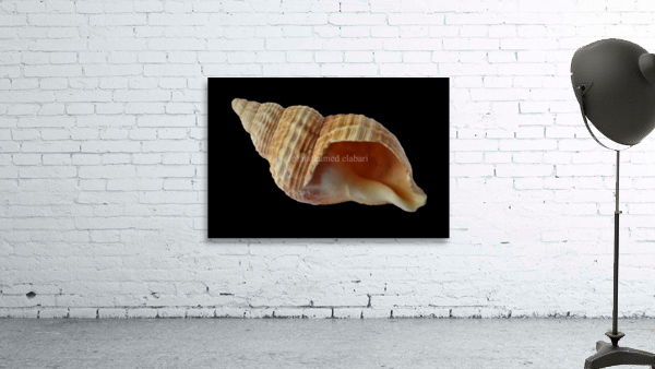 3564 Wall Preview