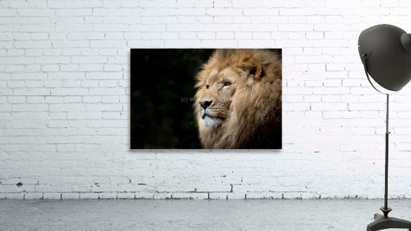 3617 Wall Preview
