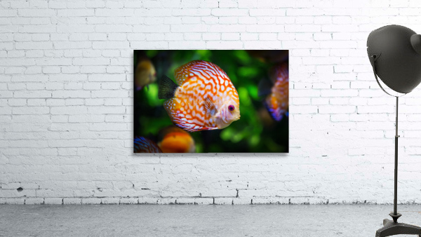 3640 Wall Preview