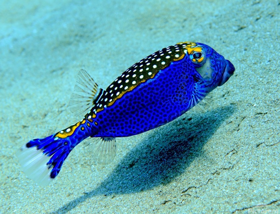 Like a blue bird blue box fish by Tatiana Gonnason Wall Art