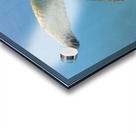 Flying. A green sea turtle  Acrylic print