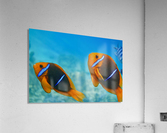 Twins clown fish Acrylic Print