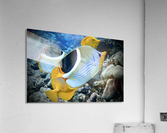 A sadleback butterflyfish  Acrylic Print