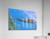 Green sea turtles  Acrylic Print