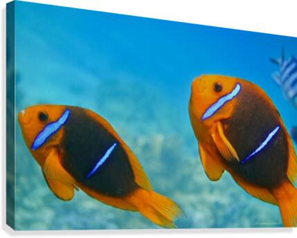 Twins clown fish Canvas Print