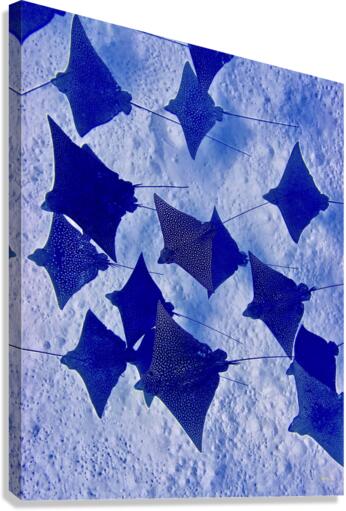 Flying...a school of eagle rays Canvas Print