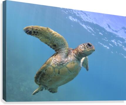 Flying. A green sea turtle  Canvas Print
