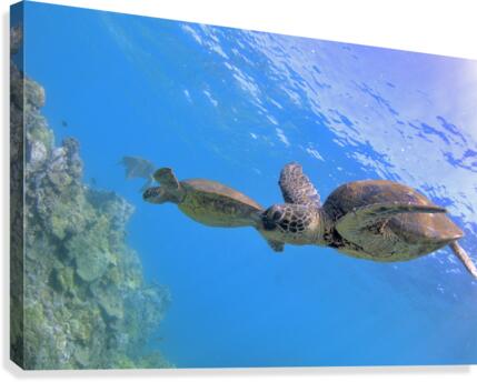 Green sea turtles  Canvas Print