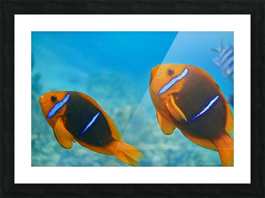 Twins clown fish Picture Frame print