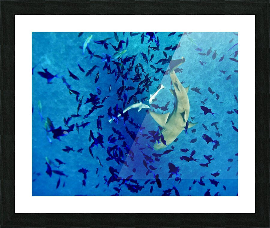 Lemon shark  Picture Frame print