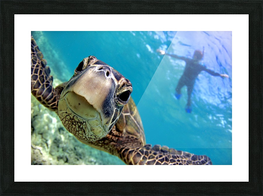 Curiosity  Picture Frame print