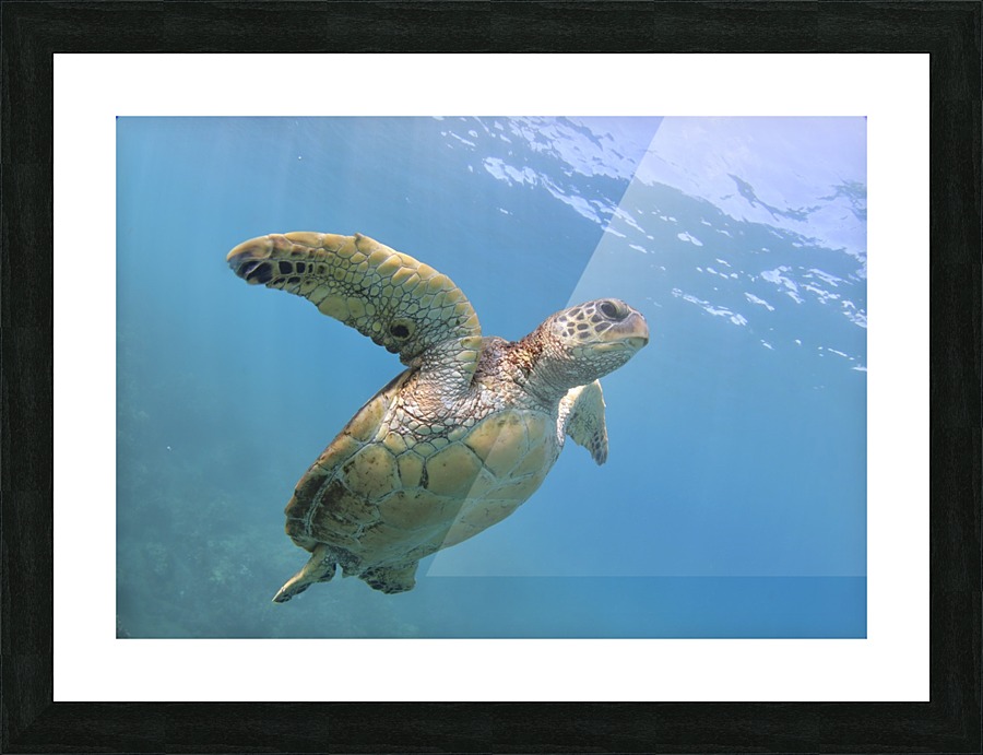 Flying. A green sea turtle  Picture Frame print