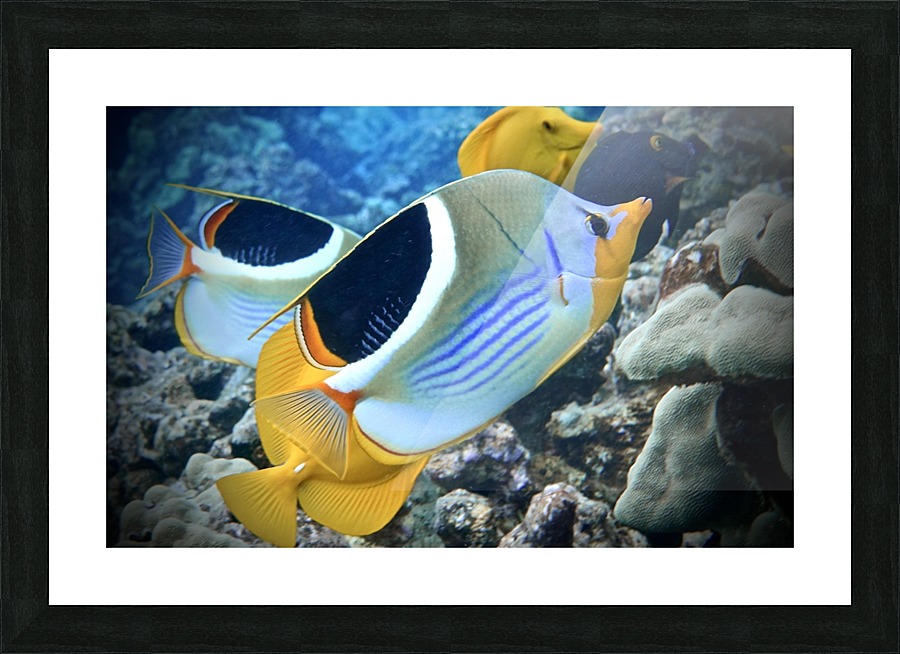 A sadleback butterflyfish  Picture Frame print
