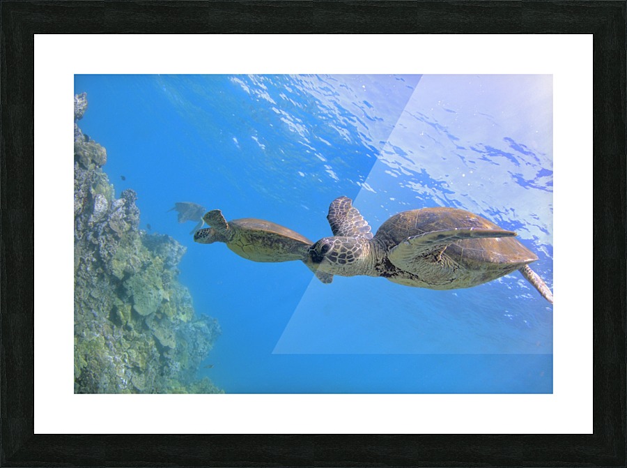 Green sea turtles  Picture Frame print