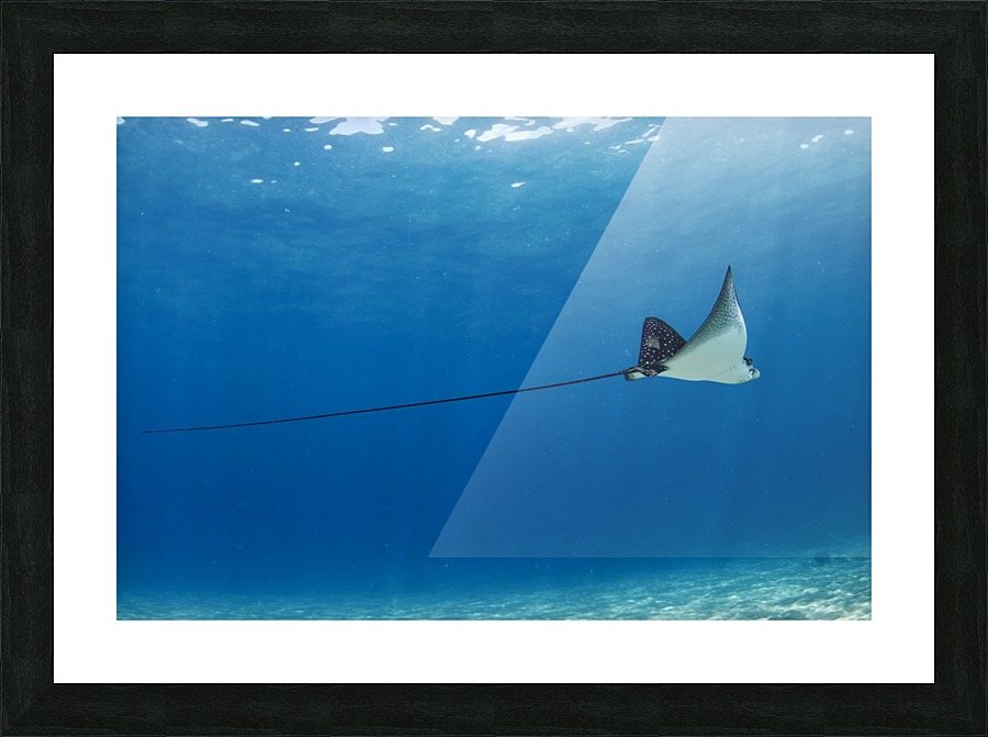 Defying gravity  Picture Frame print