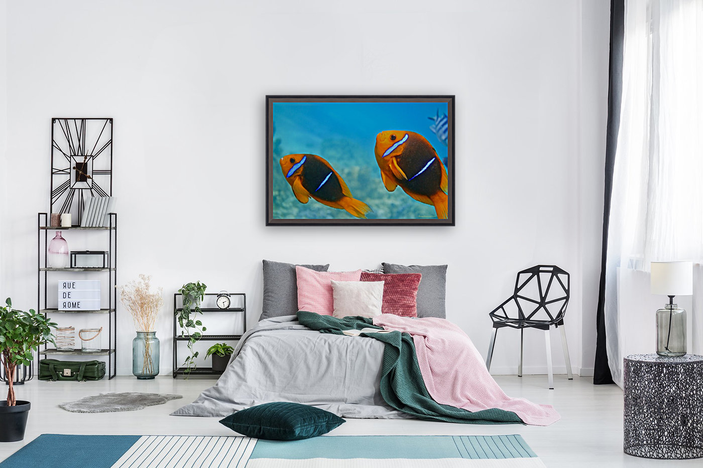 Twins clown fish Reproduction