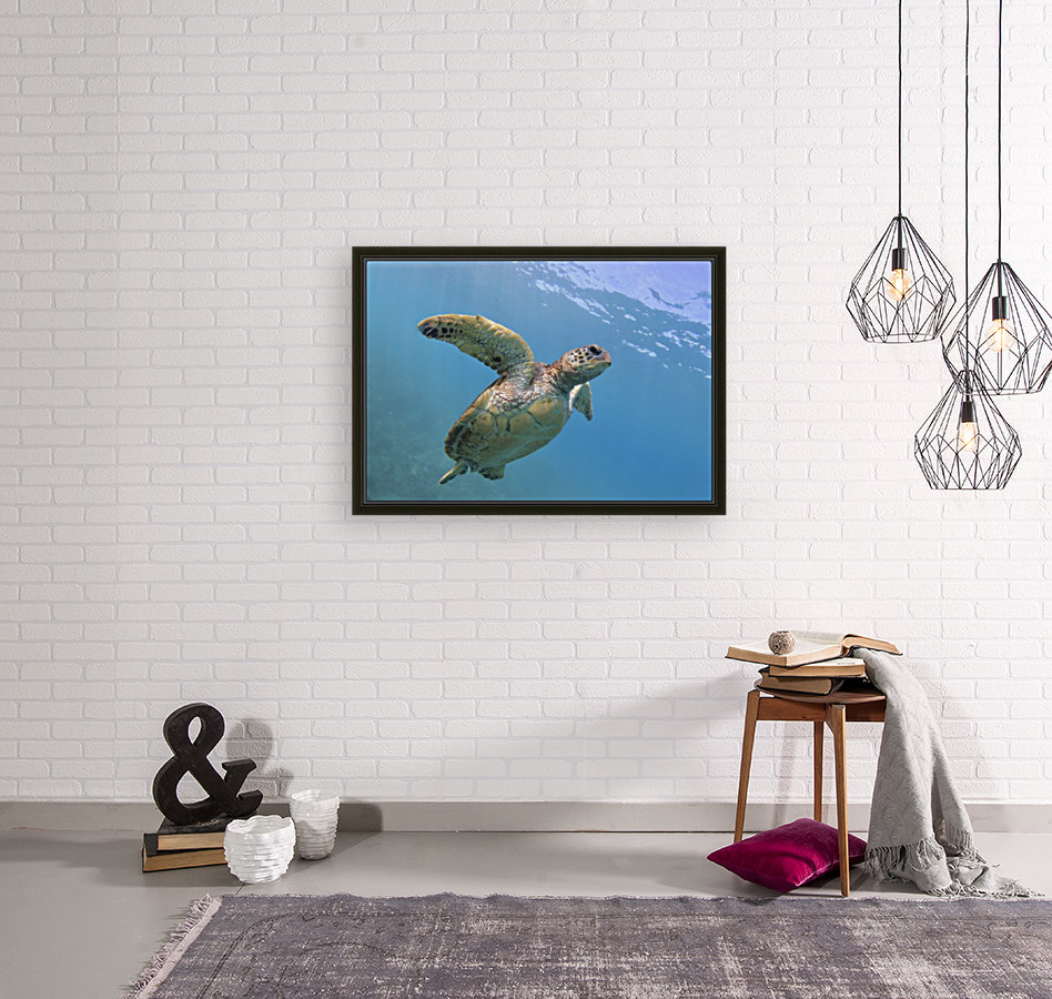 Flying. A green sea turtle  Reproduction