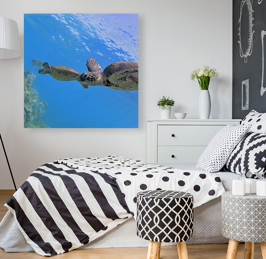 Green sea turtles  Reproduction