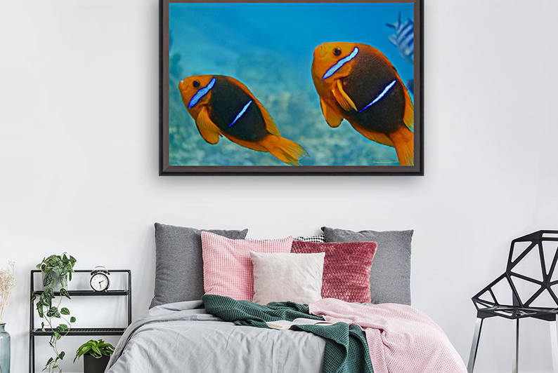 Twins clown fish Reproduction