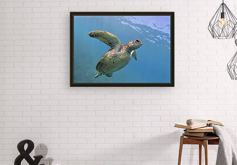 Flying. A green sea turtle  Reproduction