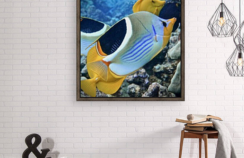 A sadleback butterflyfish  by Tatiana Gonnason